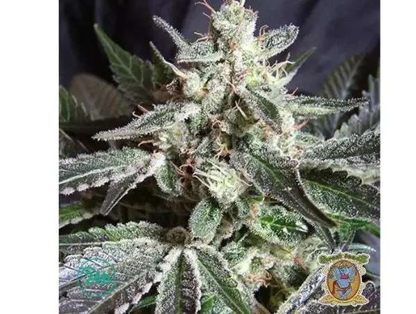 Black Jack : weed noire