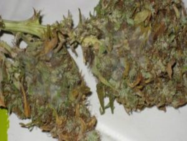 champignons du cannabis