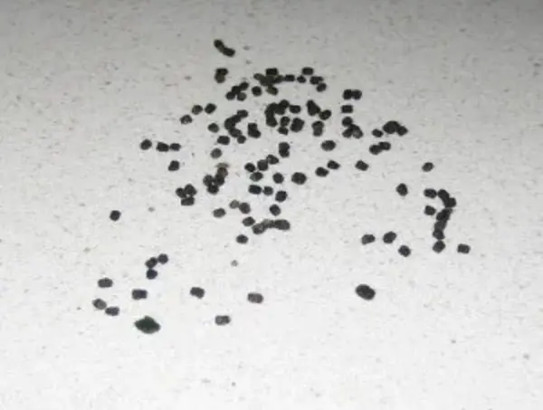 excréments chenilles