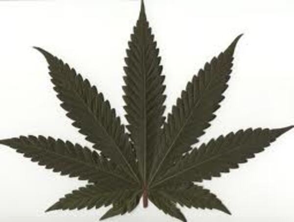 cannabis indica