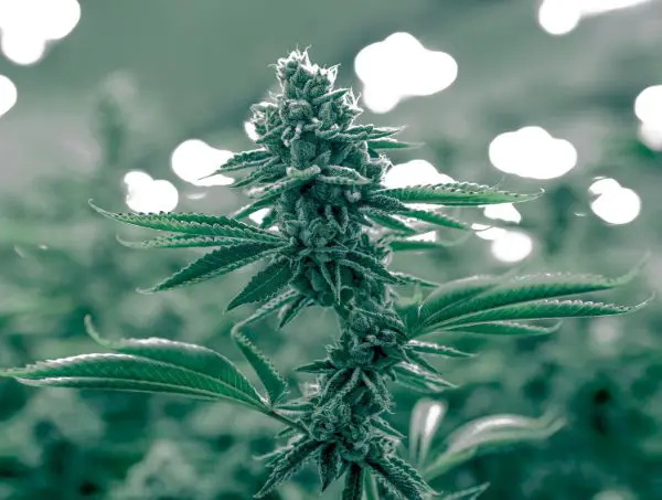 Production d’une plante de cannabis
