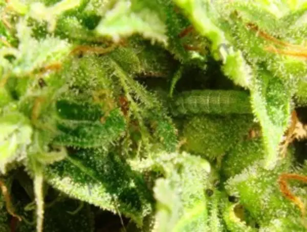 chenilles plantes de cannabis