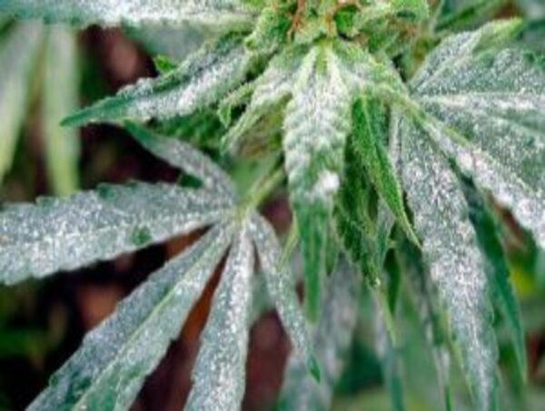 oidium-cannabis