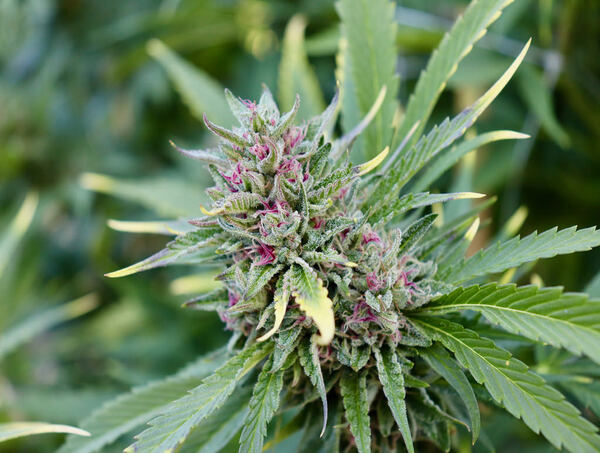 phase de floraison