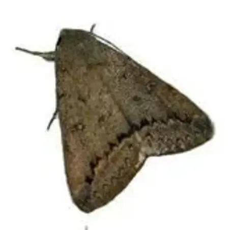 Traitement contre les chenilles