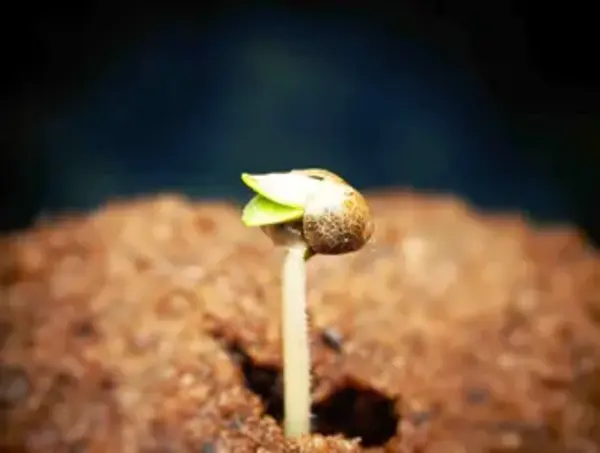 germination
