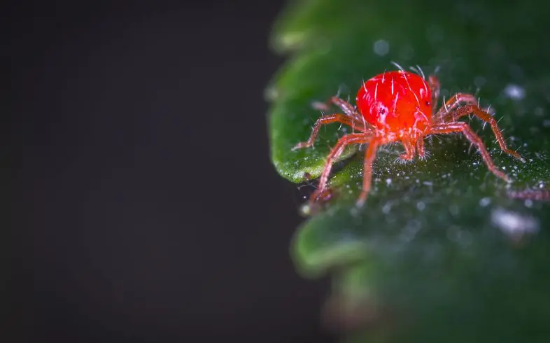 At what temperature do red spider mites die?
