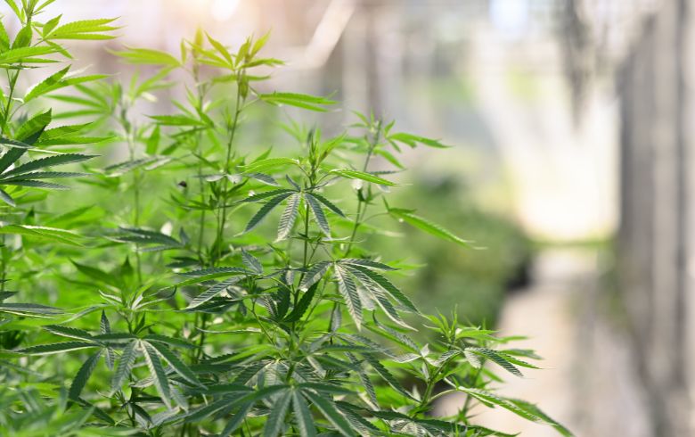 Noticias Cannábicas