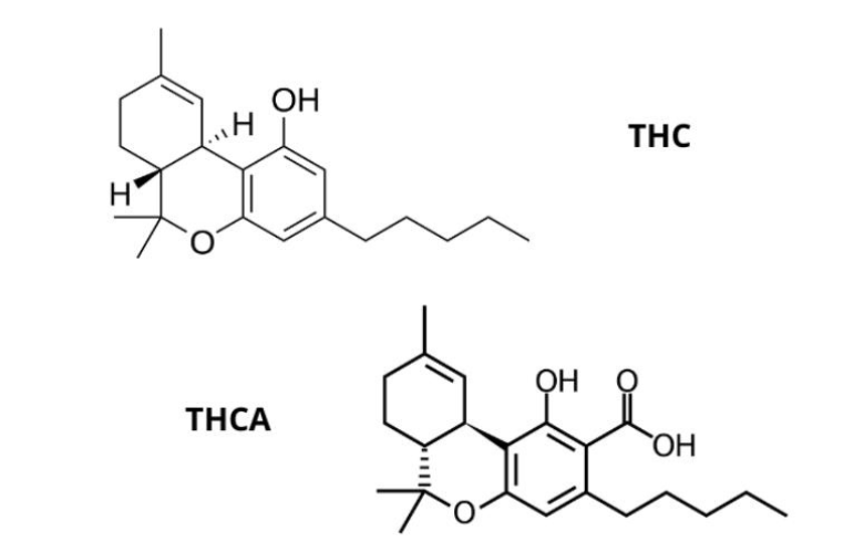 O que é o THCA e em que se diferencia do THC?