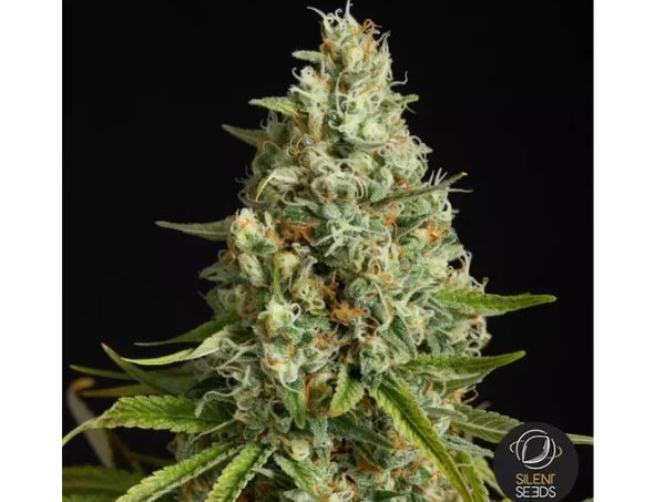 Amnesia Lemon