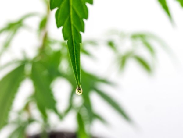 aceite de cbd