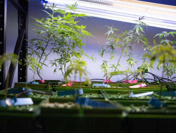 Cómo hacer un cultivo automatizado