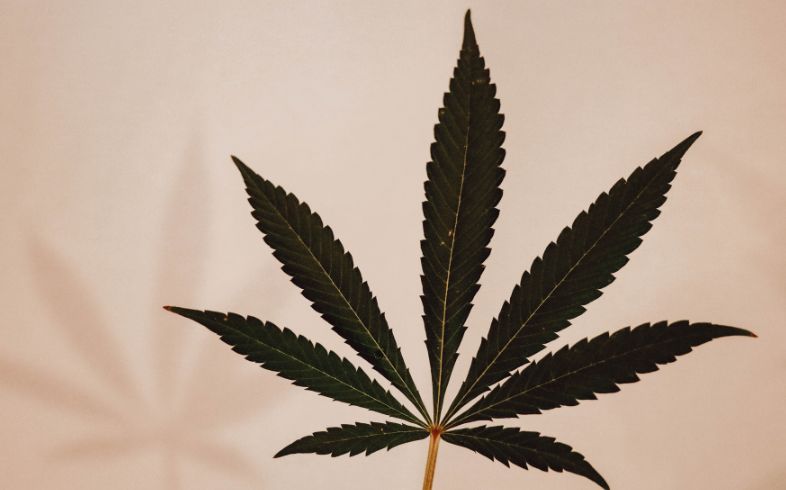 ¿Cómo plantar CBD? Cómo plantar CBD