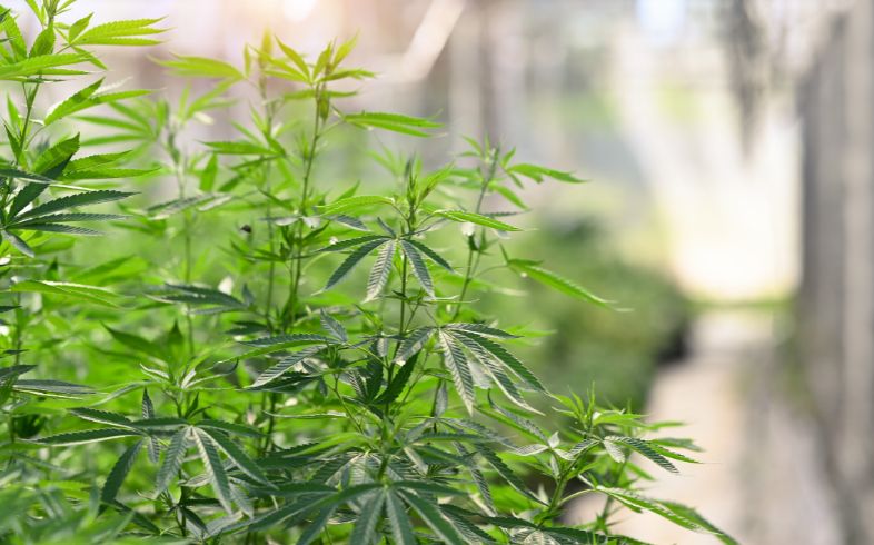 Noticias Cannábicas