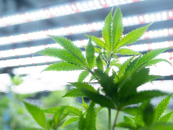 Cultivo automatizado de cannabis