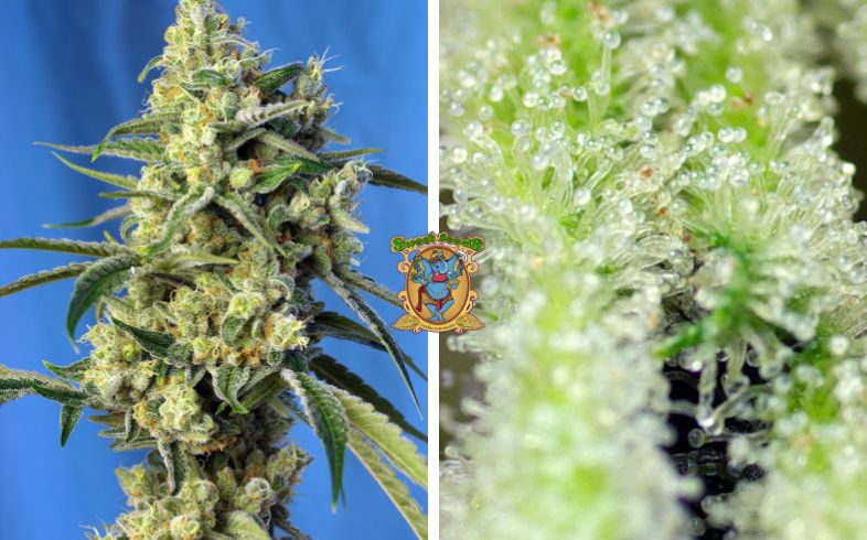 Noticias Cannábicas