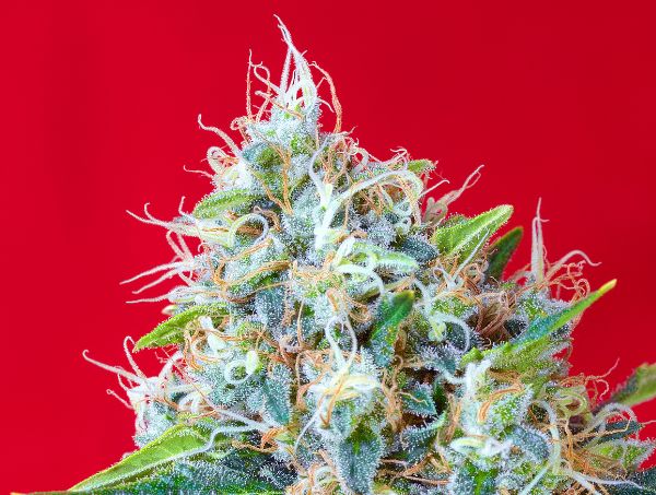 Green Poison