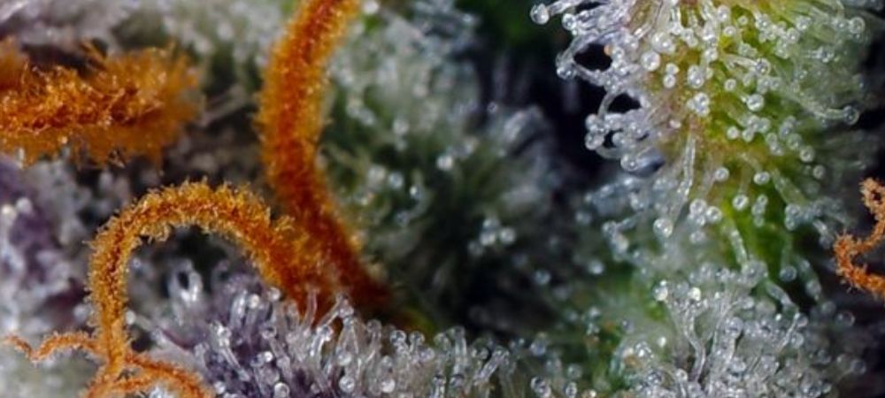 Mimosa Bruce Banner XL