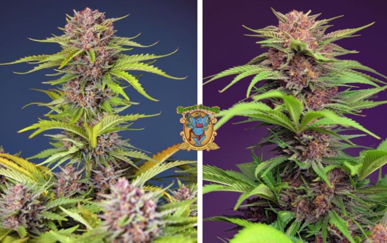 Noticias Cannábicas