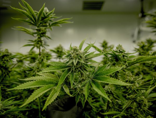 Plantar CBD en España