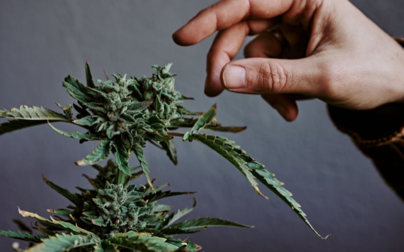 Noticias Cannábicas