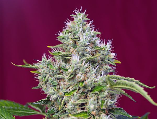 San Fernando Lemon Kush