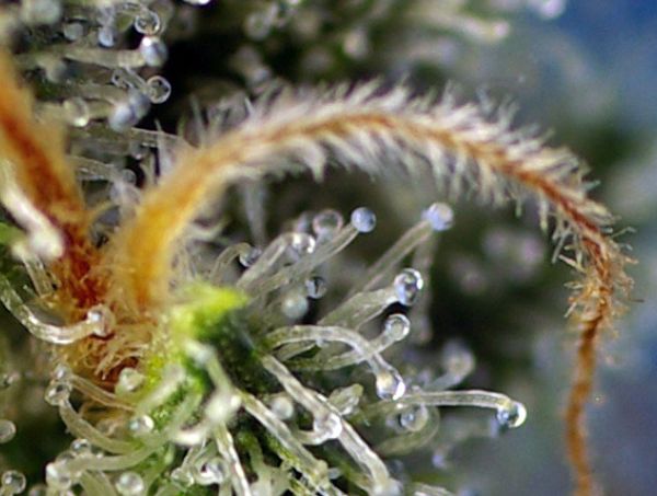 Sweet Amnesia Haze