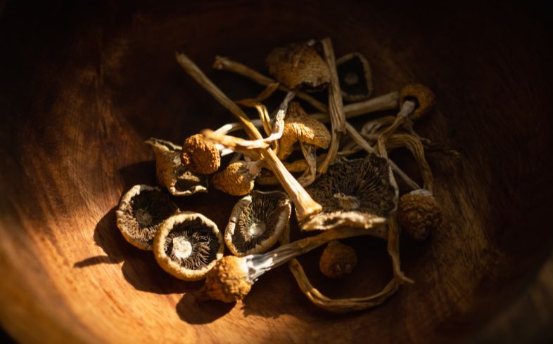 Noticias Cannábicas