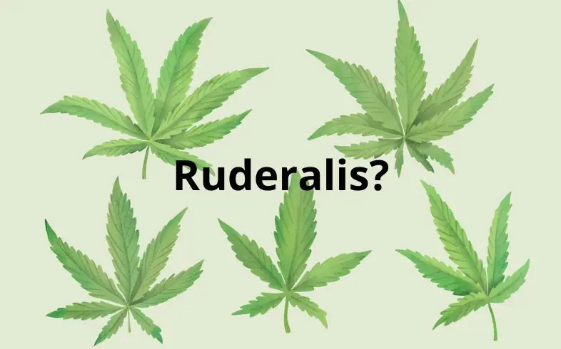 All you need to know about cannabis ruderalis