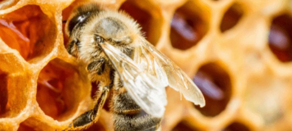 abeille dans la ruche