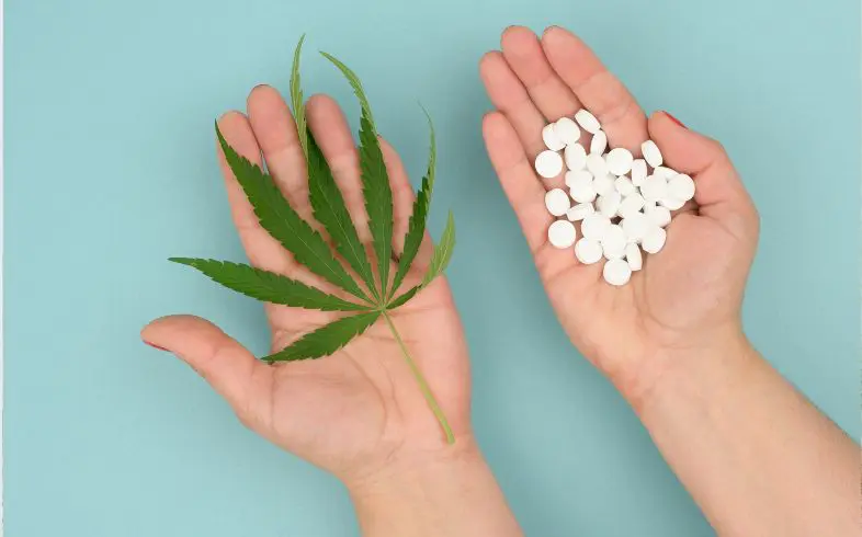 Les antibiotiques et le cannabis, peuvent-ils interagir ?