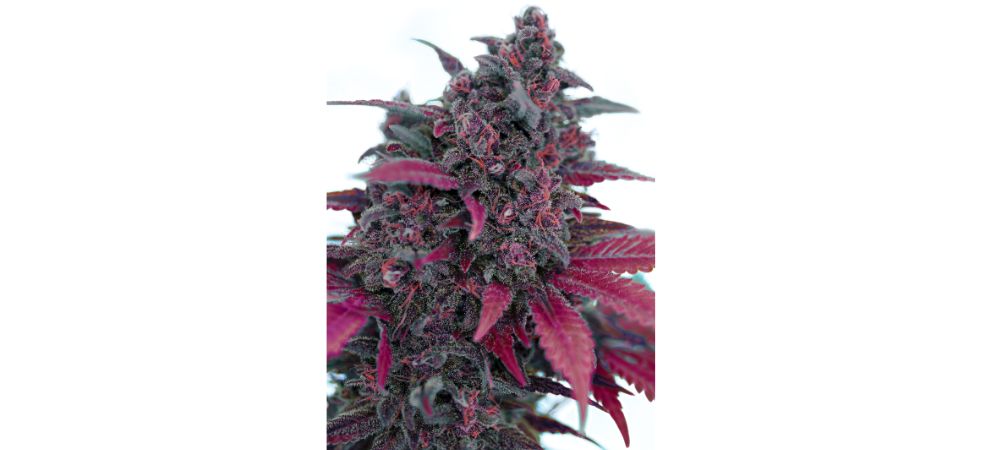 Dark Devil Auto