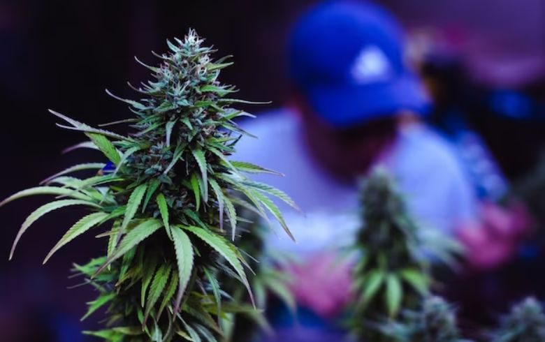 Marijuana a Malta le nuove norme del 2023