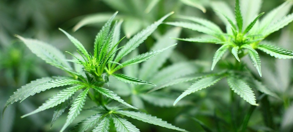 die Wirkung eines Joints erhöhen