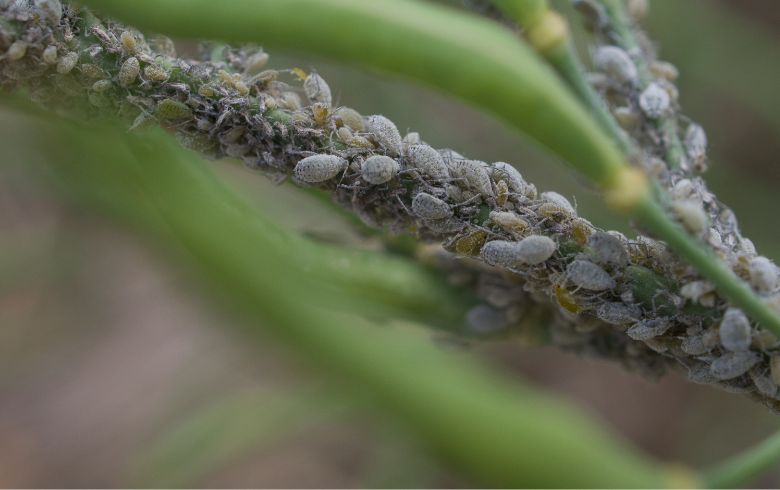 Noticias Cannábicas