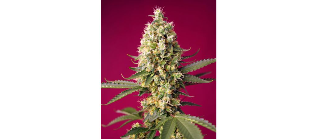 Skywalker OG Runtz XL Auto