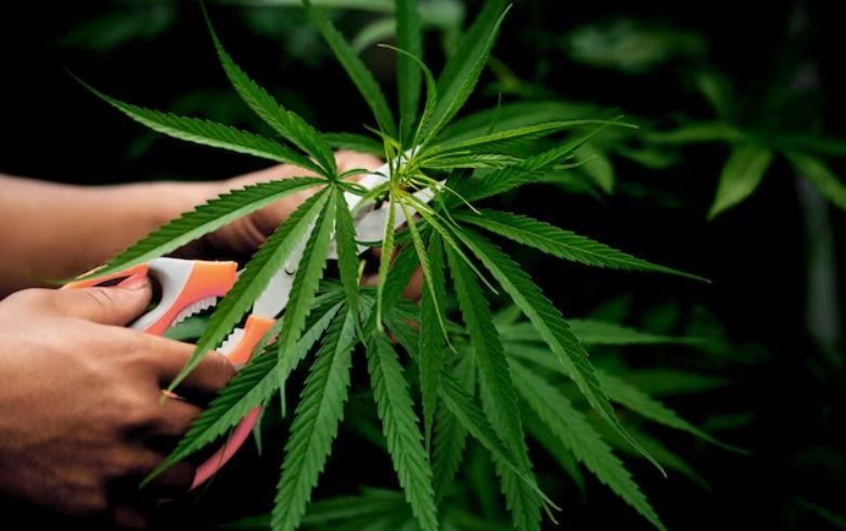 Cannabis sativa, effetti e proprietà