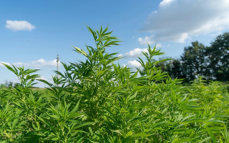 Noticias Cannábicas