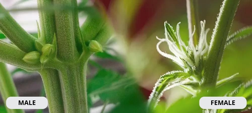 difference between male and female weed plants difference between male and female weed plants