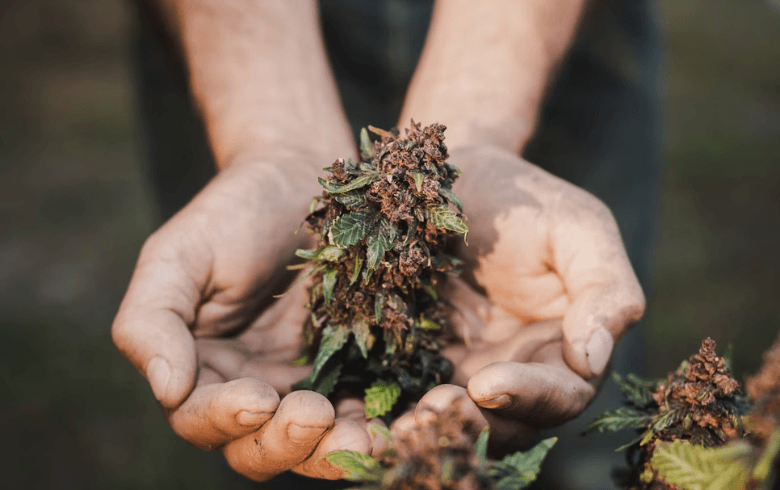 Planting Autoflowering Cannabis Seeds