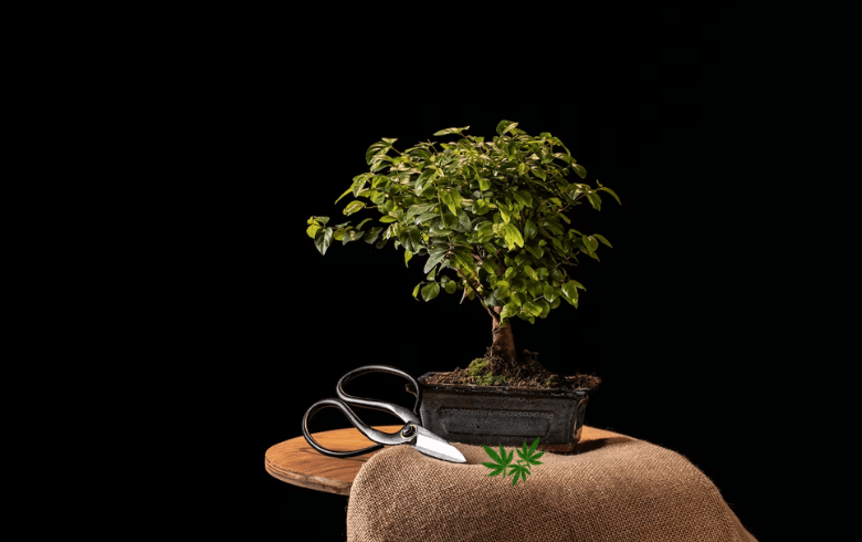 cannabis-bonsai-tree