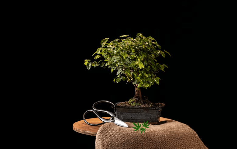Cultivating a Cannabis Bonsai Tree