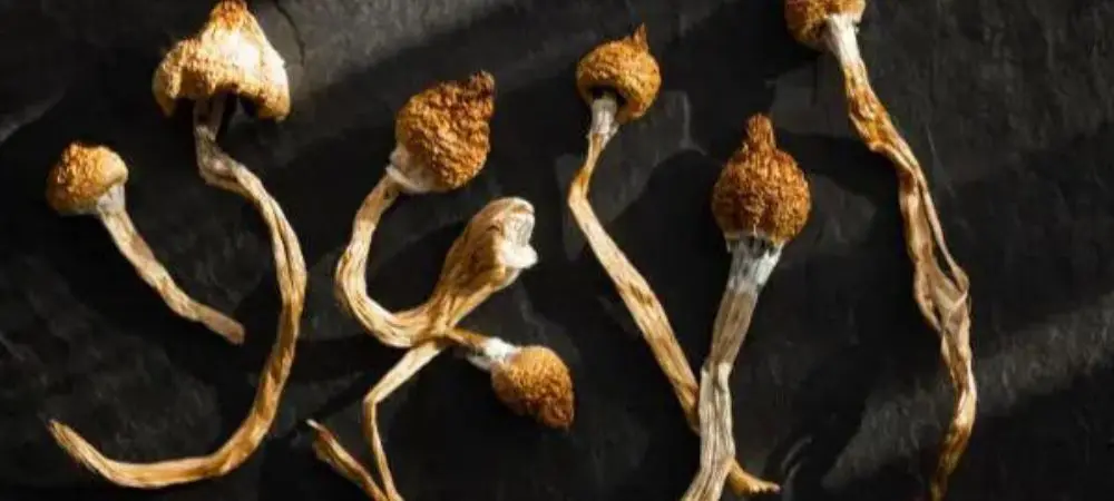 Champignons magiques Champignons magiques