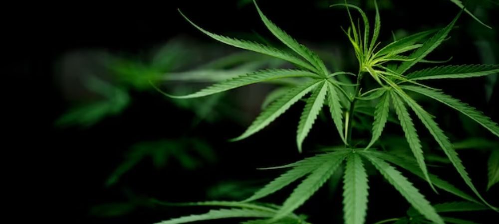 Cannabis sativa, effetti e proprietà