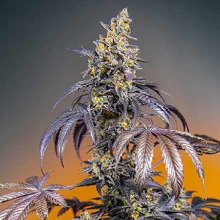 Red Gorilla Girl XL Auto