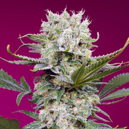 Sweet Mandarine Zkittlez XL Auto