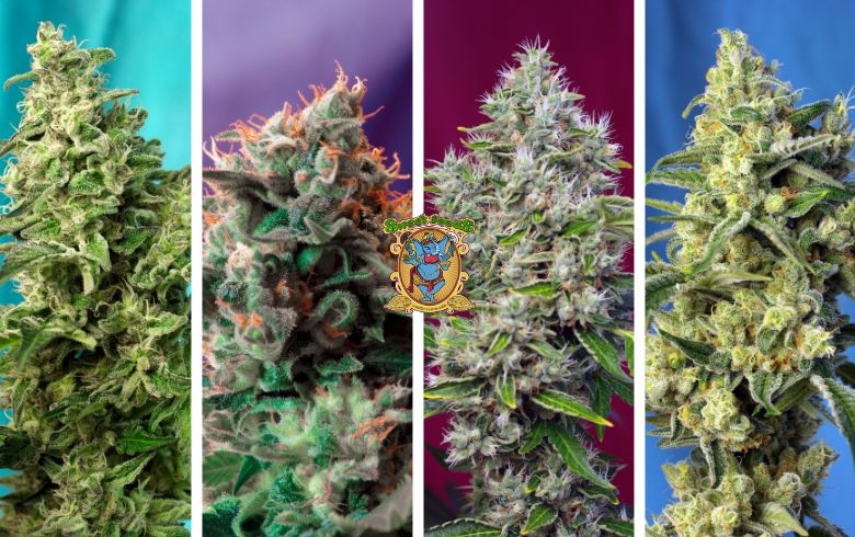 Variedades más resistentes humedad