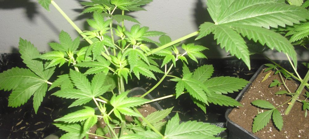 Come ottenere una pianta amplia e bassa per la coltivazione indoor