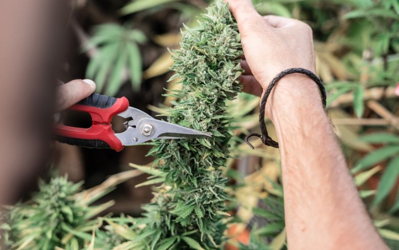 Comment tailler des plantes de cannabis miniature