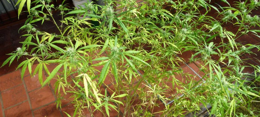 Considerazioni su come potare piante di marijuana